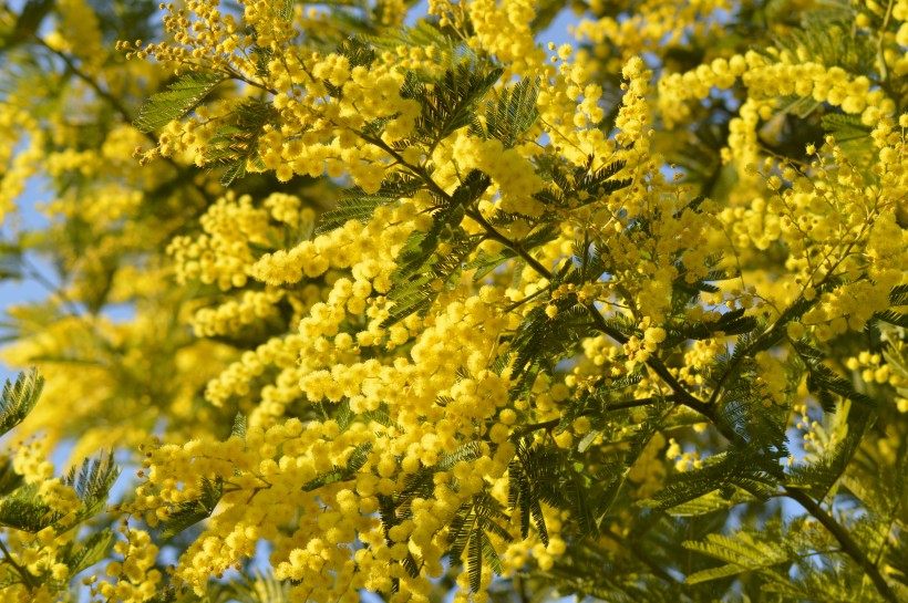 金色的含羞草花圖片