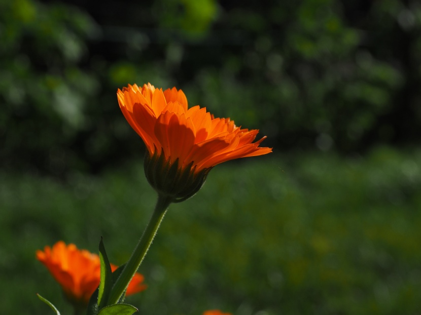 花色明亮的金盞花圖片