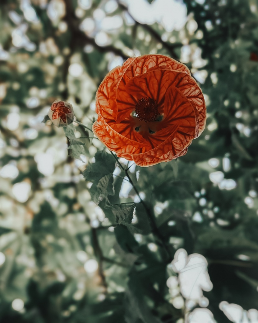 花色豔麗的苘麻屬花卉圖片