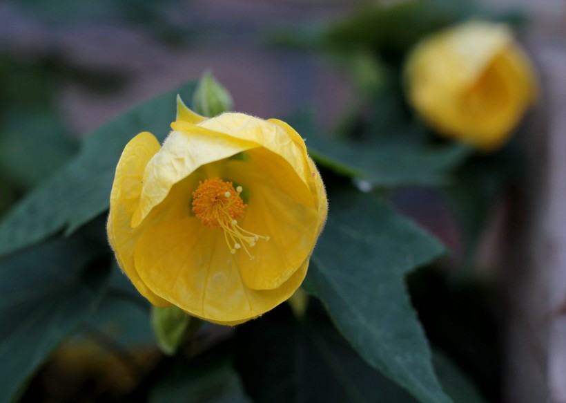 花色豔麗的苘麻屬花卉圖片