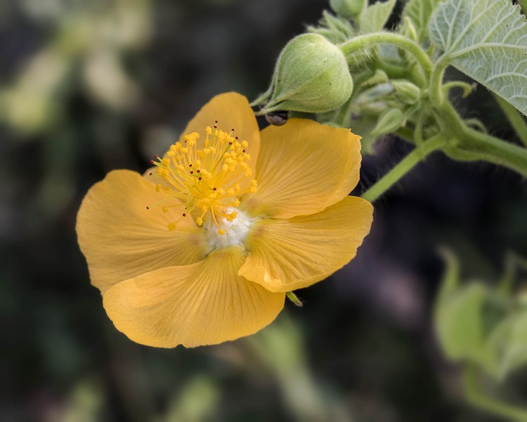 花色豔麗的苘麻屬花卉圖片