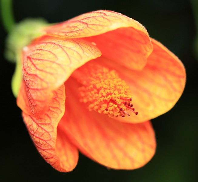 花色豔麗的苘麻屬花卉圖片