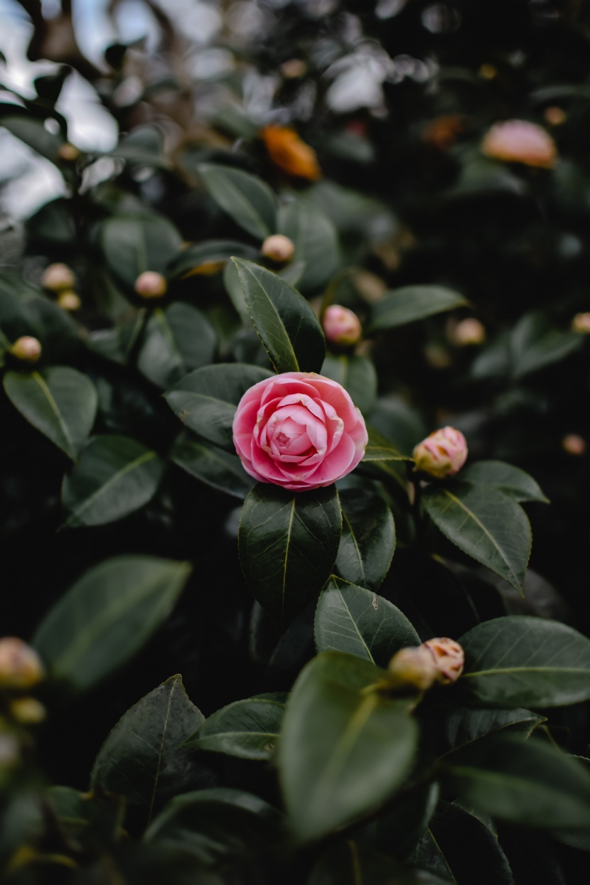 花形豔麗的茶花圖片