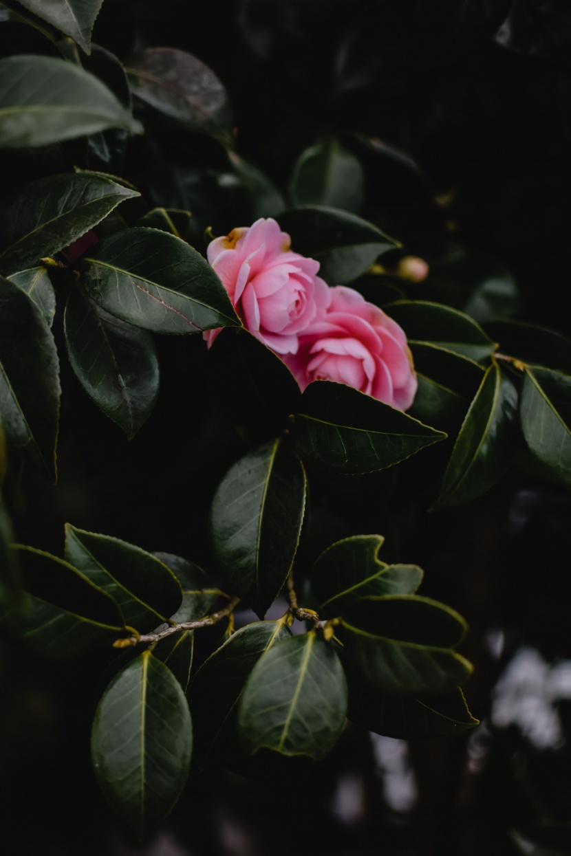 花形豔麗的茶花圖片