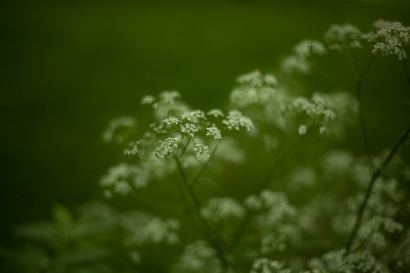 潔白溫婉的蕾絲花圖片