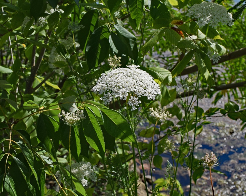 潔白溫婉的蕾絲花圖片