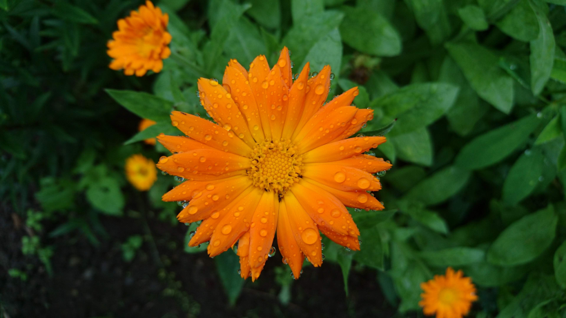 橙色嬌美的金盞花圖片