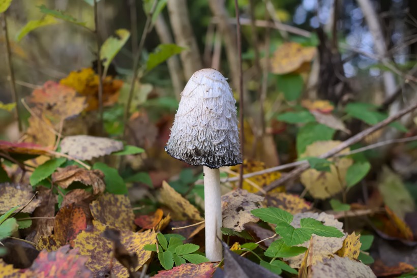 草叢中野生的雞腿菇圖片