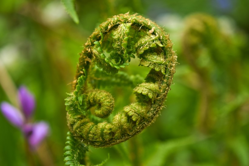 綠色茂盛的蕨菜圖片