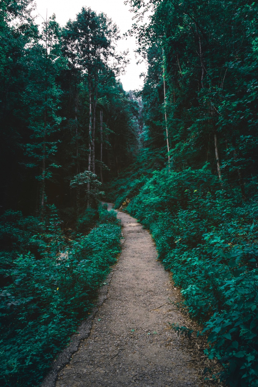 幽靜的林間小路圖片