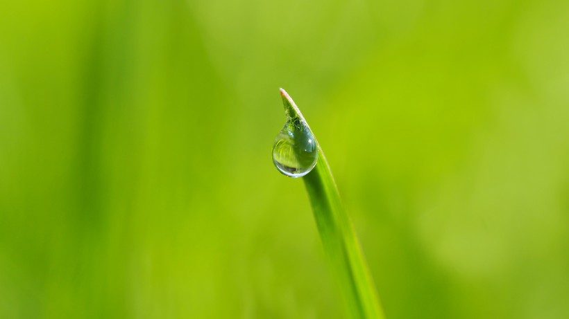 清晨草上的露珠圖片