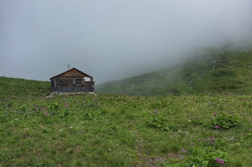 平坦的綠色草地圖片