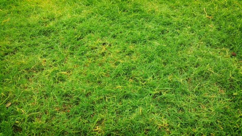平坦的綠色草坪圖片