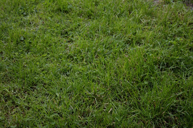 平坦的綠色草坪圖片