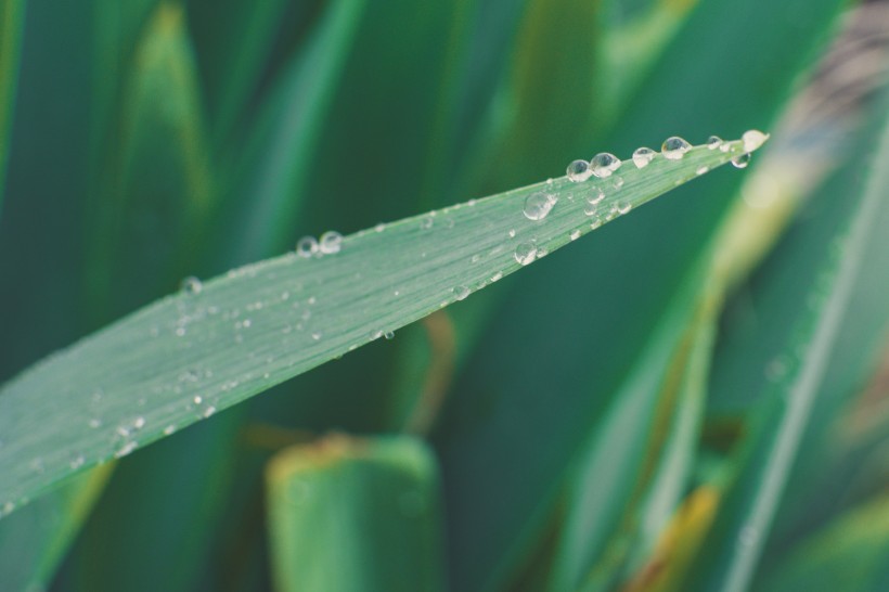 被雨水打濕的綠葉圖片