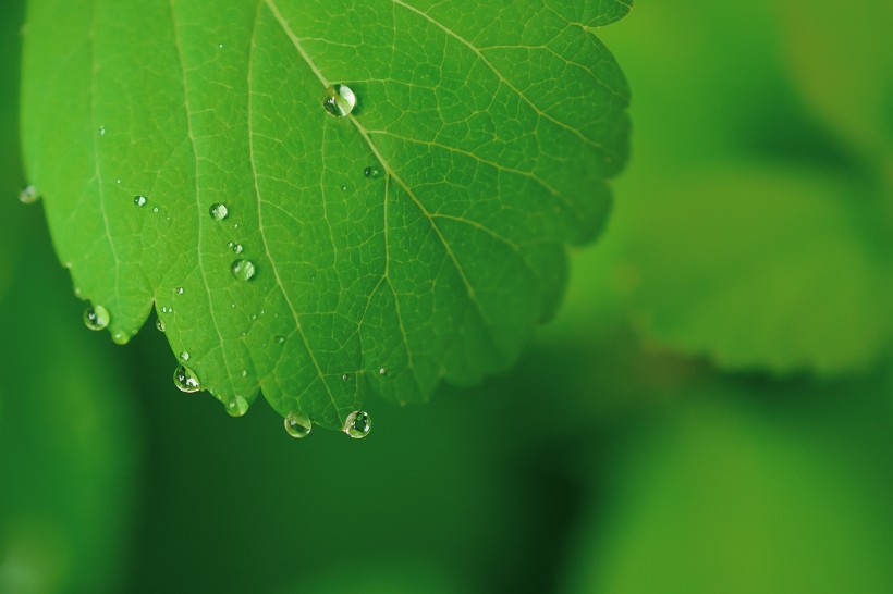 被雨水打濕的綠葉圖片