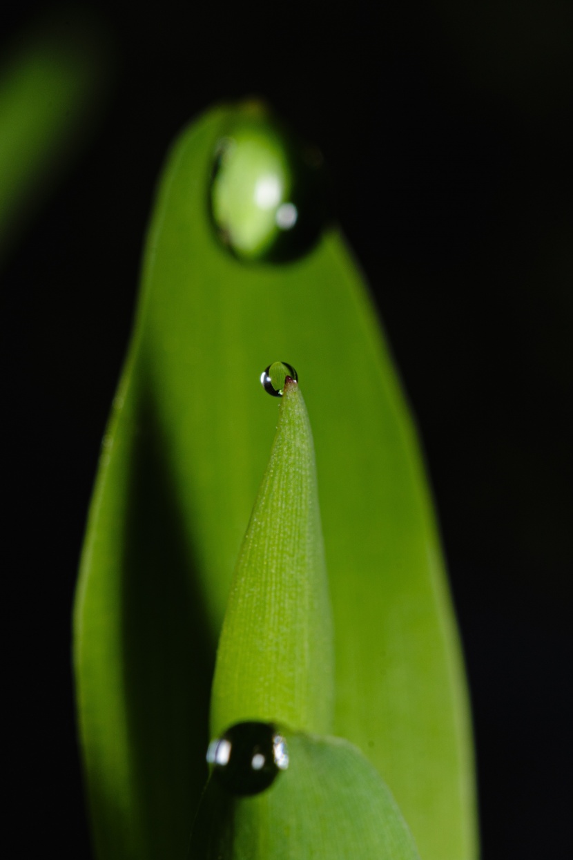 被雨水打濕的綠葉圖片