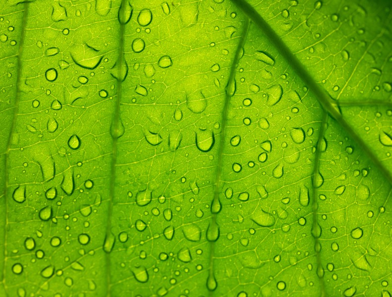 被雨水打濕的綠葉圖片