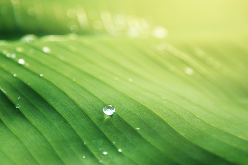 被雨水打濕的綠葉圖片