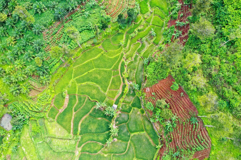 航拍綠油油的農田圖片