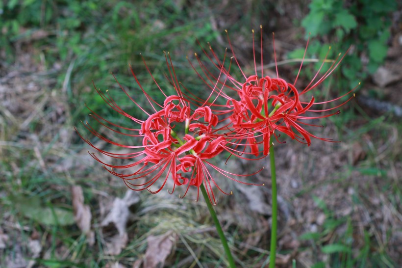 紅色熱情的曼珠沙華圖片