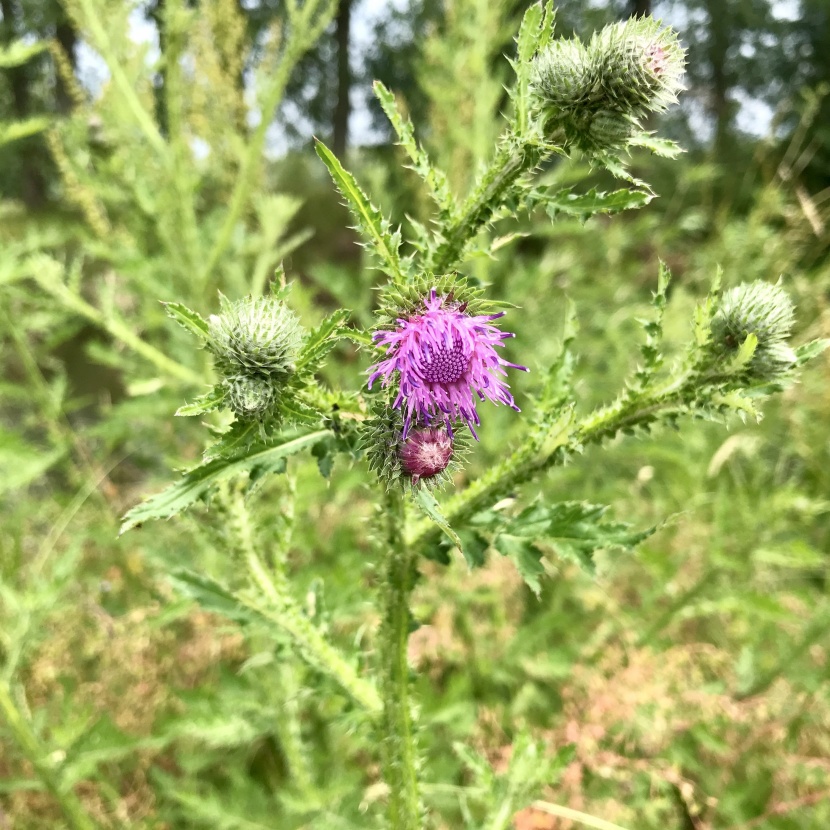 淡雅紫色牛蒡花圖片