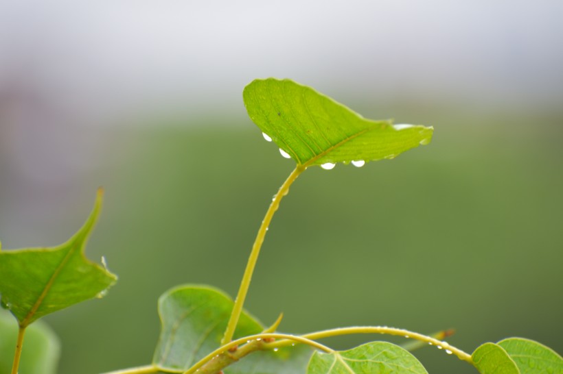 綠色心形的菩提樹葉圖片