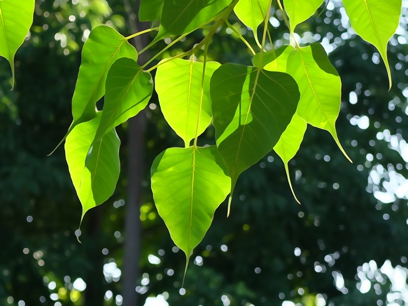 綠色心形的菩提樹葉圖片