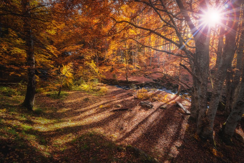 唯美的秋季樹林風景圖片