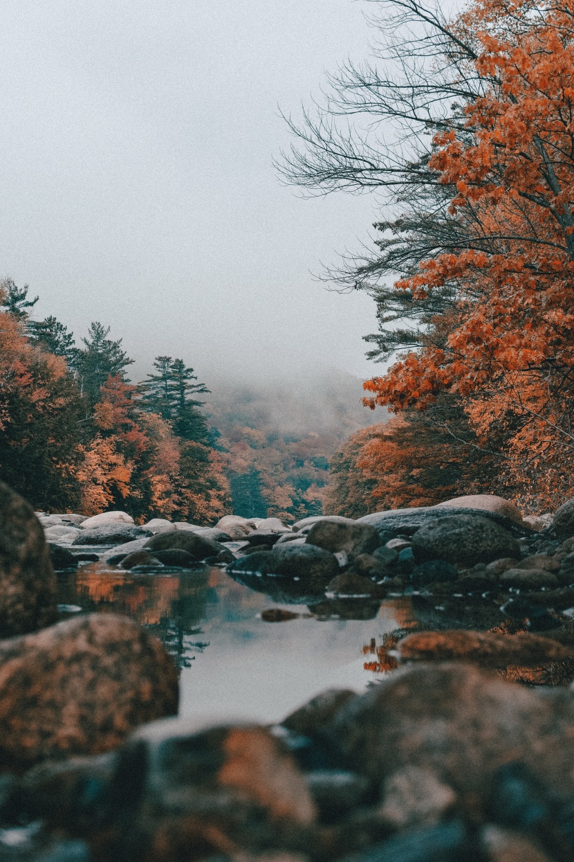 唯美的秋季樹林風景圖片