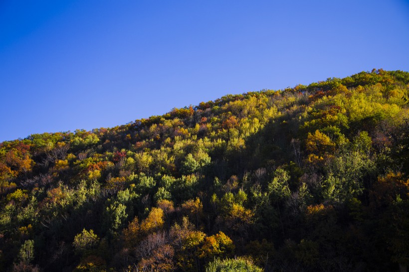 漫山遍野的金色秋景圖片