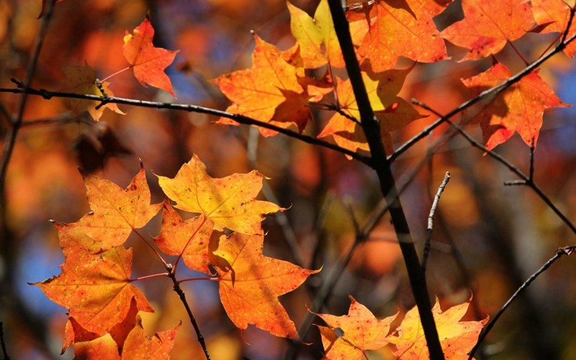 漫山遍野的金色秋景圖片