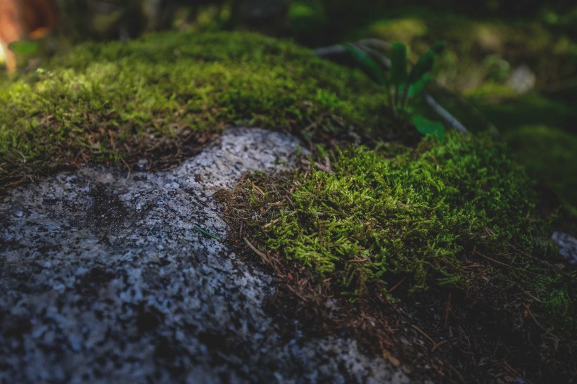 森林裡的綠色苔藓圖片