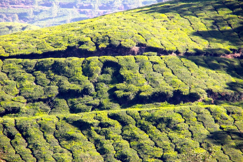 一望無際的梯田風景圖片