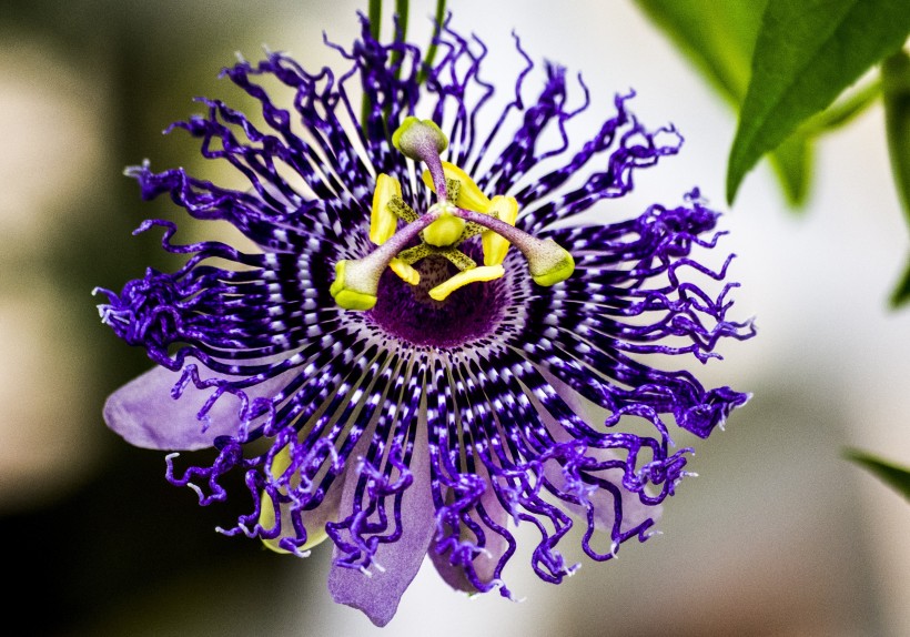 花型奇特的紫色西番蓮圖片