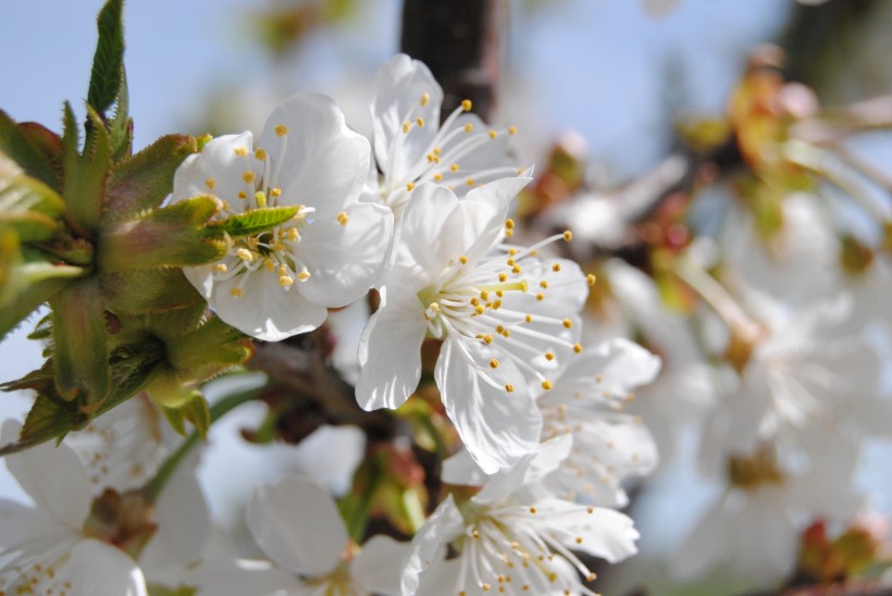 花團錦簇的杏花圖片