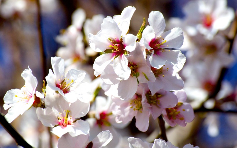 花團錦簇的杏花圖片