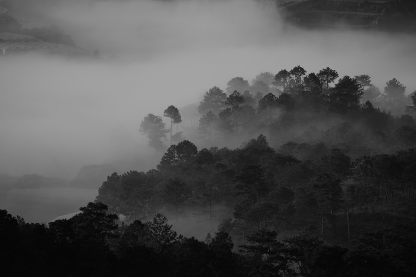 煙霧缭繞的山林圖片