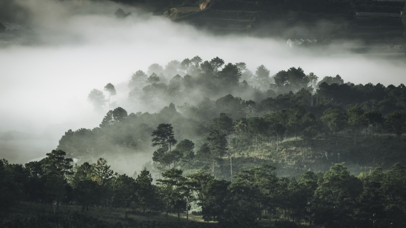 煙霧缭繞的山林圖片