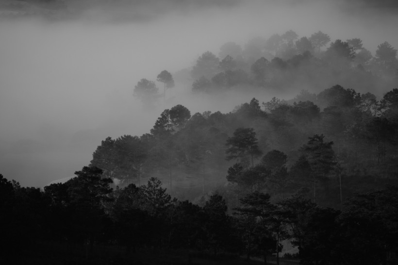 煙霧缭繞的山林圖片