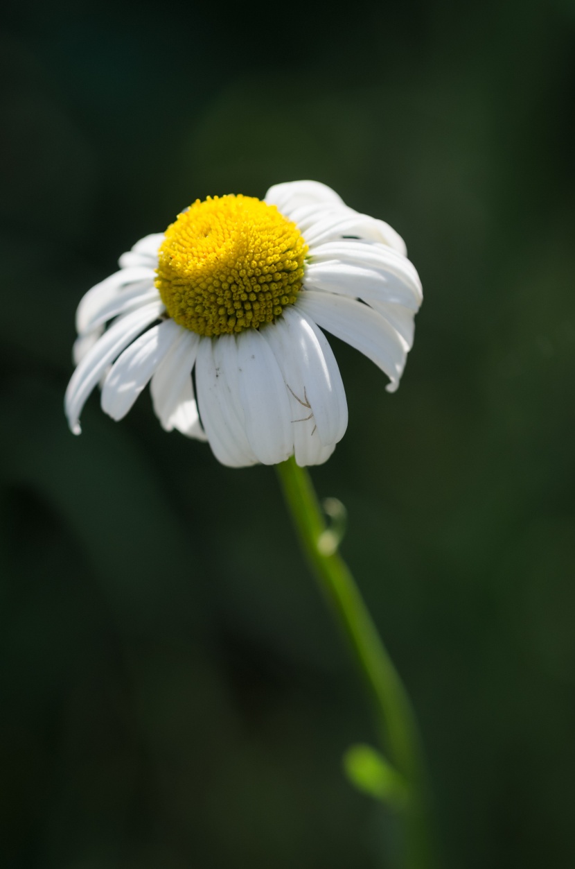 白色的野菊花圖片