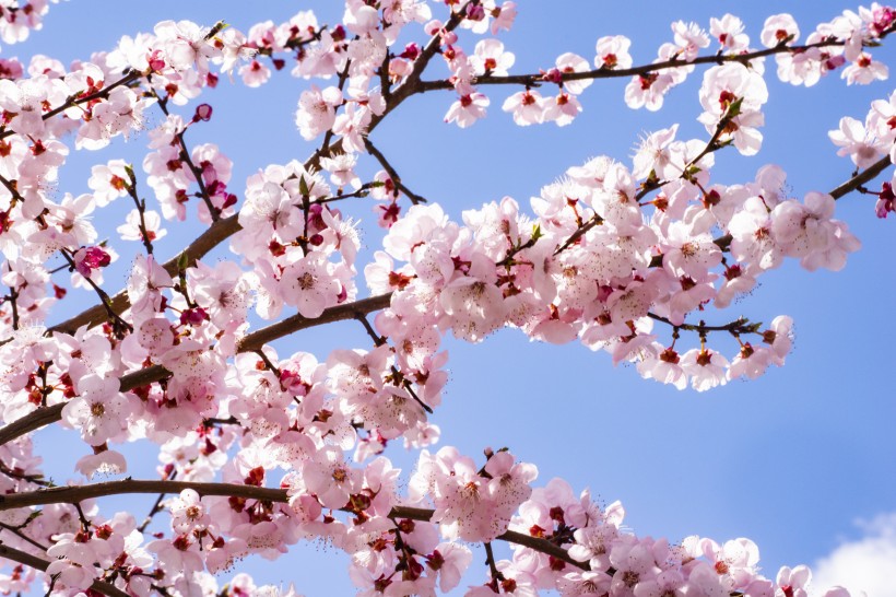 粉嫩嬌美的櫻花圖片