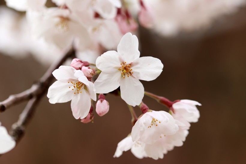 俏麗粉嫩的櫻花圖片