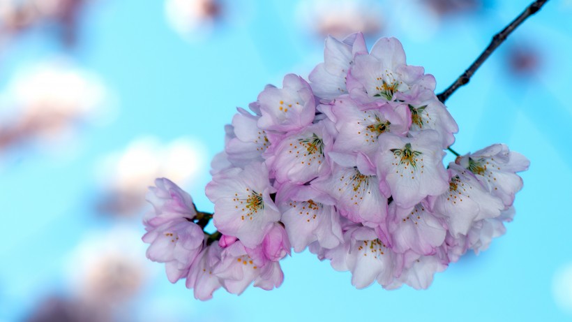 俏麗粉嫩的櫻花圖片