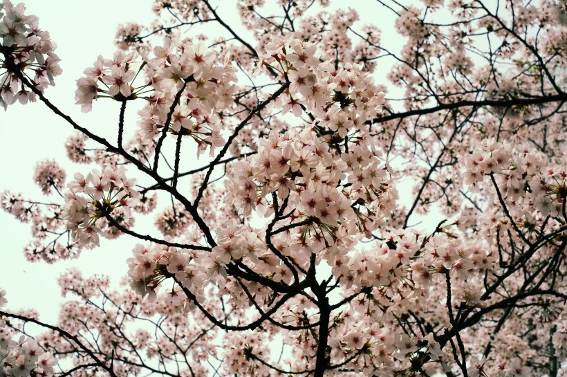 粉嫩嬌美的櫻花圖片