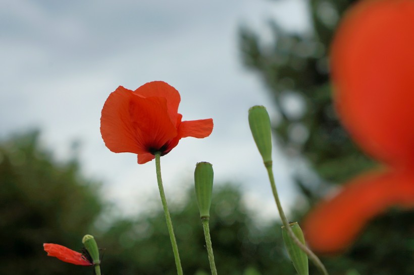 花香濃郁花型豔麗的罂粟花圖片