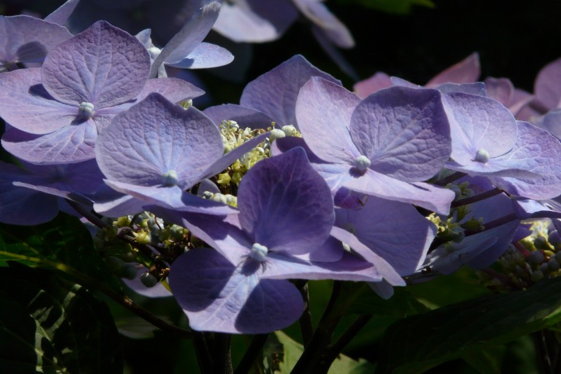 花團錦簇的八仙花圖片