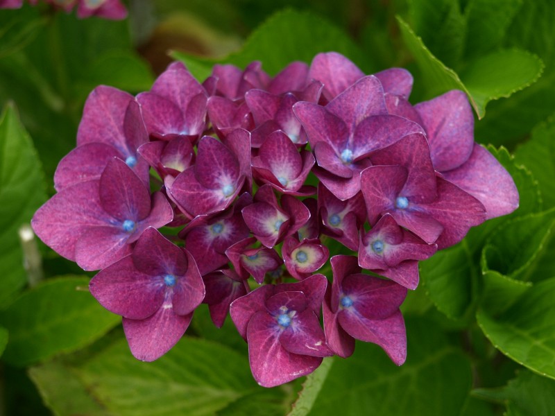 花團錦簇的八仙花圖片