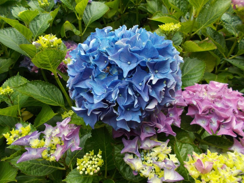 花團錦簇的八仙花圖片