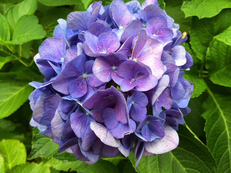 花團錦簇的八仙花圖片